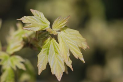 Acer campestre 'Variagatum' - javor polní 'Variagatum'- jarní pučení